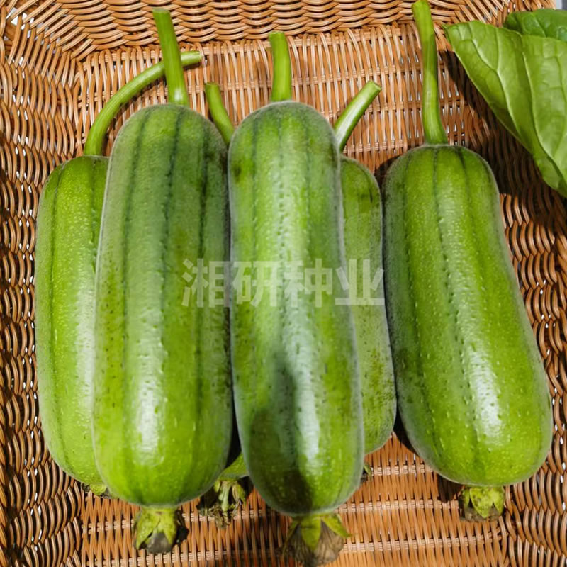 湘研翡翠 湘研翡翠