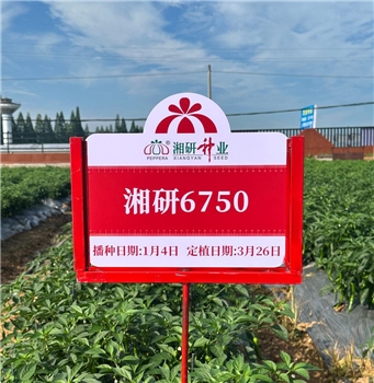 湘研6750