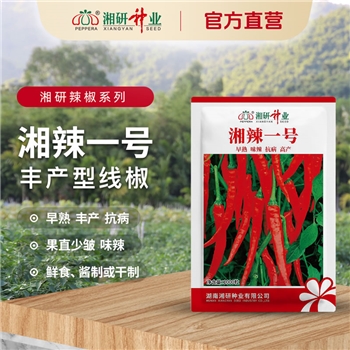 湘辣一号