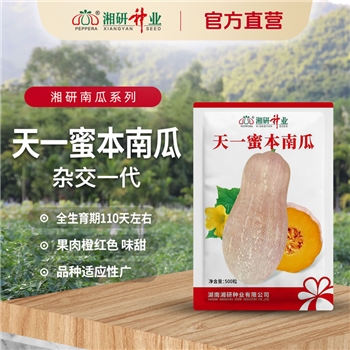 天一蜜本南瓜