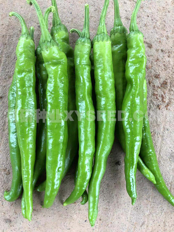 质量保证期:12个月净含量:1000粒生产经营许可证号:d(湘长长)农种许字